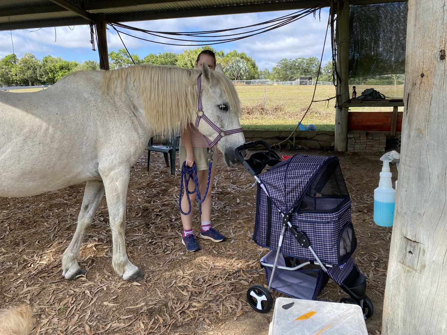 Customer photo review of PaWz Large Pet Stroller Dog Cat Carrier