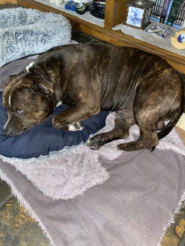 Customer photo review of Original Dog Balm