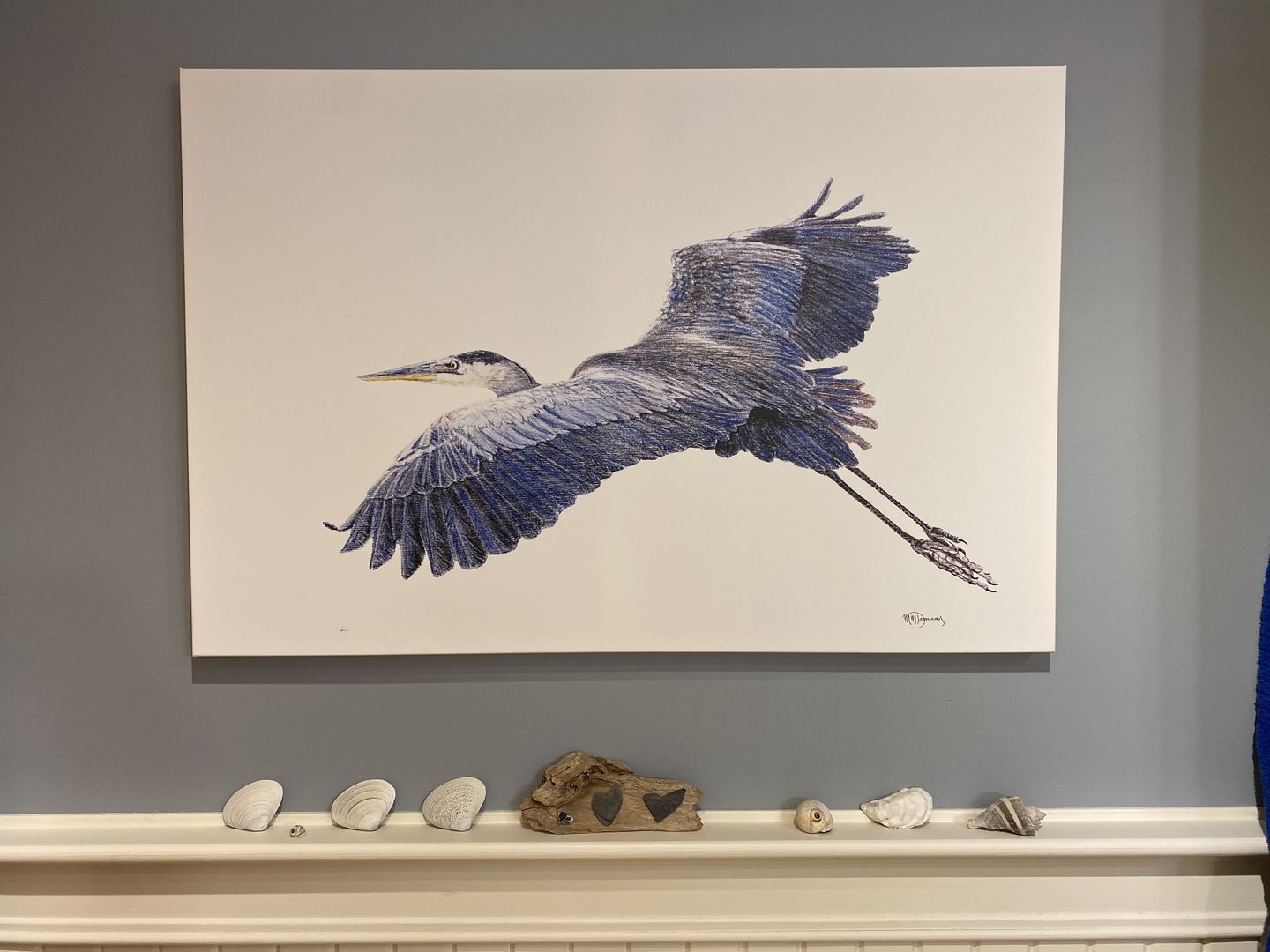 Customer photo review of Great Blue Heron - illustration