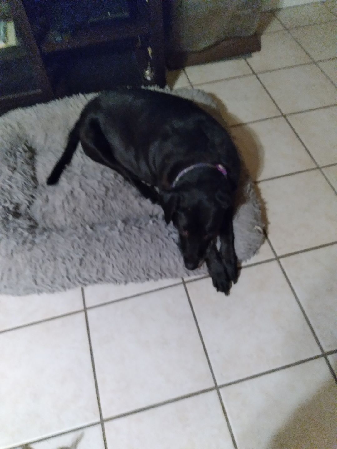 Customer photo review of Dog & Cat WALK-EASY® Joint & Hip Pain Relief Remedy