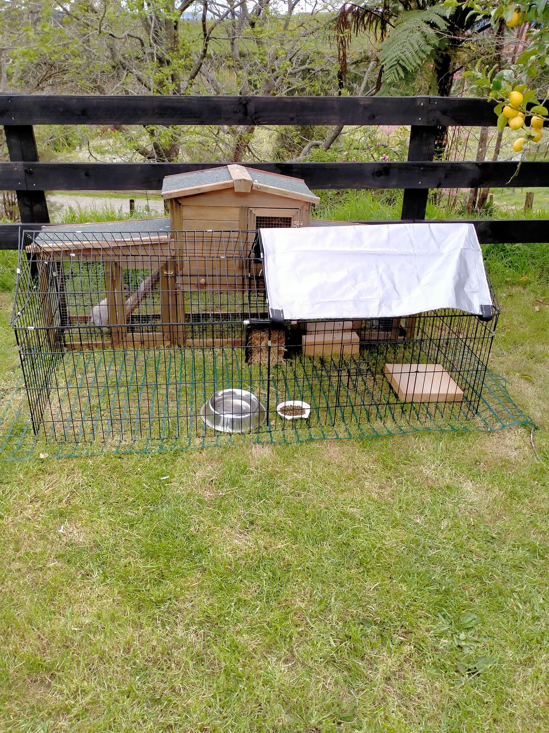 Customer photo review of Chicken/Rabbit Run Cage with Sun Cover - 185 x 75 x 75cm