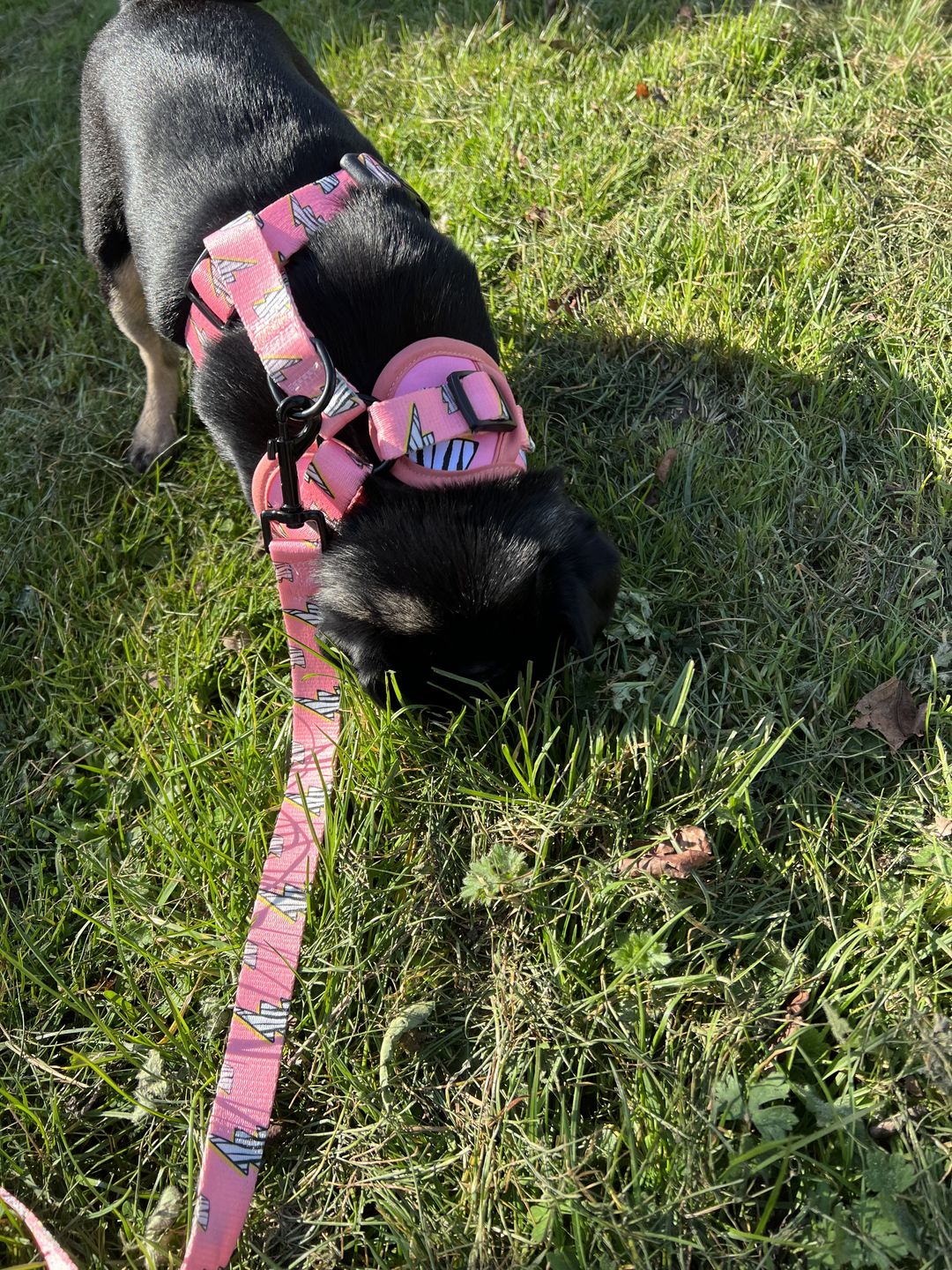 Customer photo review of Adjustable Dog Harness - Lightning Zoomies