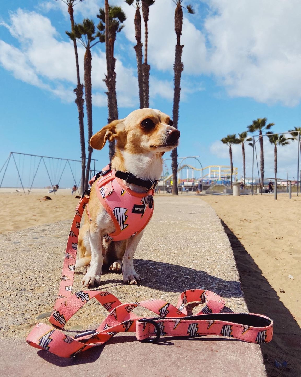 Customer photo review of Adjustable Dog Harness - Lightning Zoomies