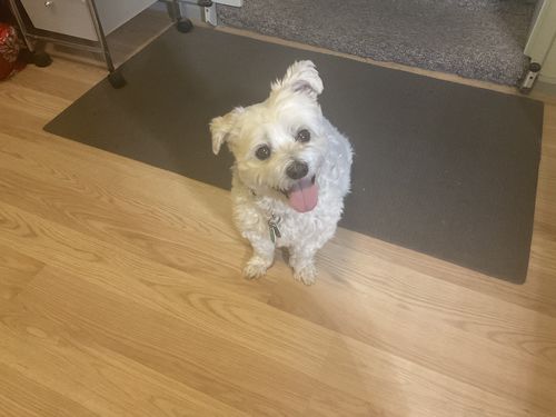 Customer photo review of Hemp Seed Oil for Dogs (200ml)