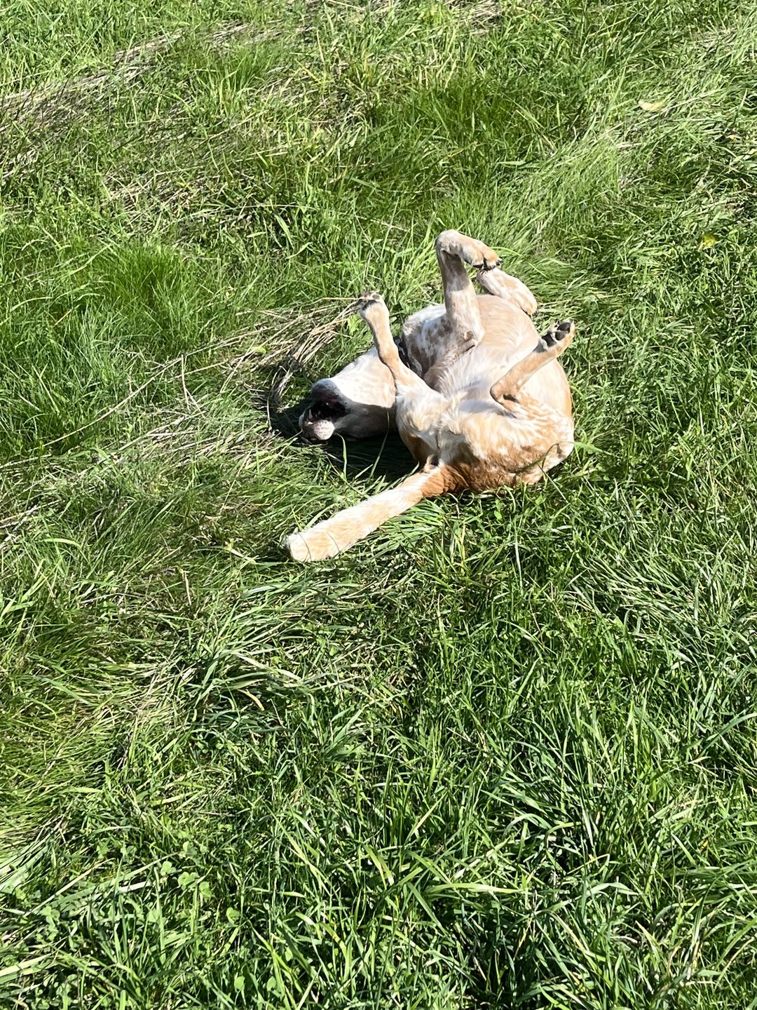 Customer photo review of Gelenkmix für Hunde mit Teufelskralle, Kurkuma & Glucosamin (150g)