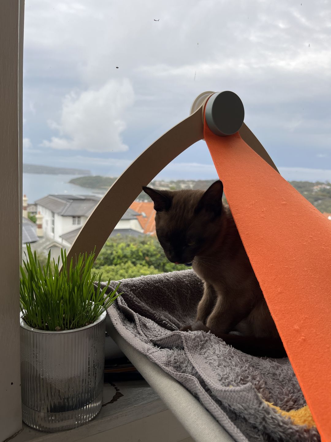 Customer photo review of MAYITWLL Cat Grass Seed & Mulch Replacement Pack