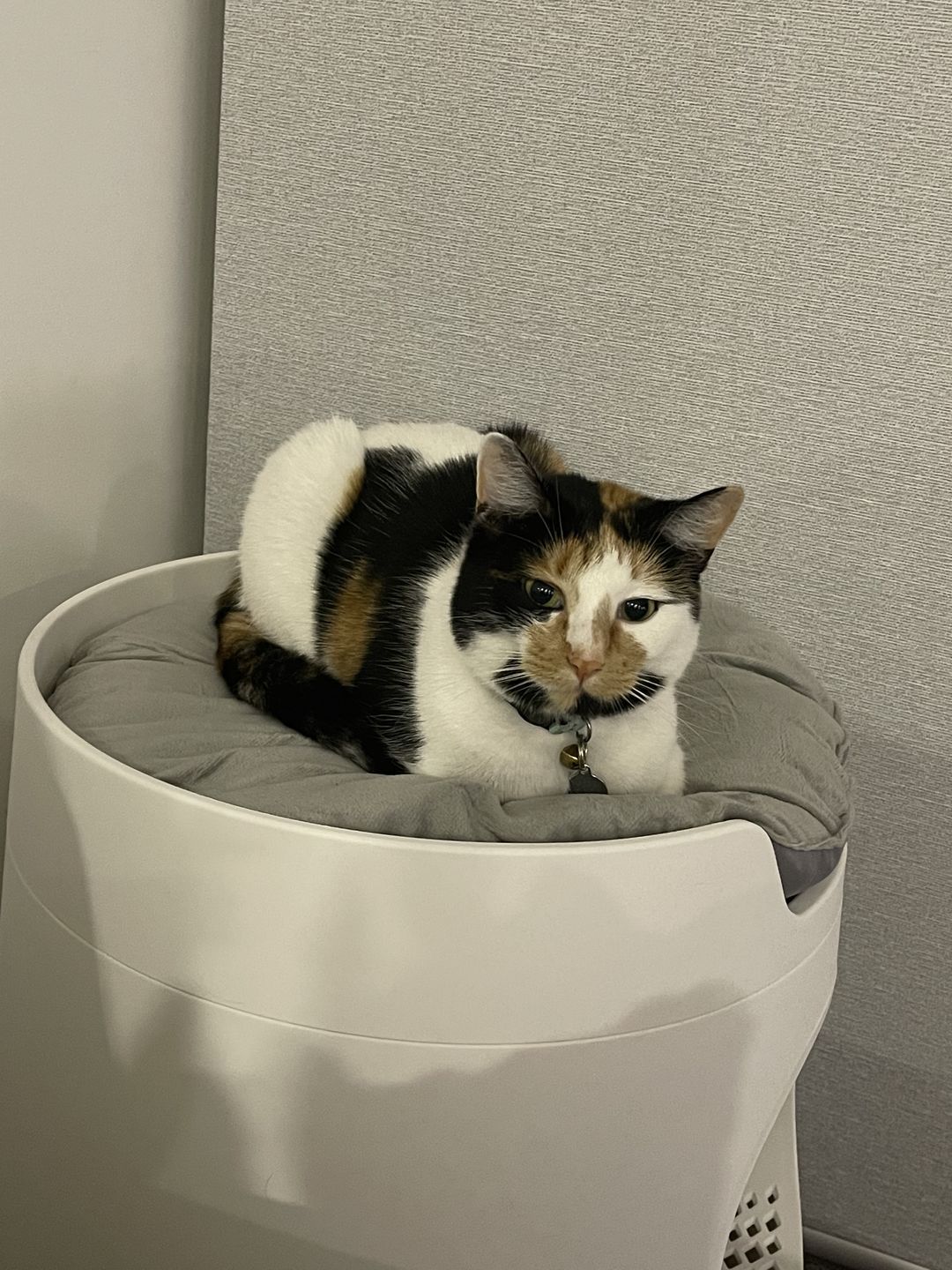 Customer photo review of Mayitwill Cat Litter Box Mat