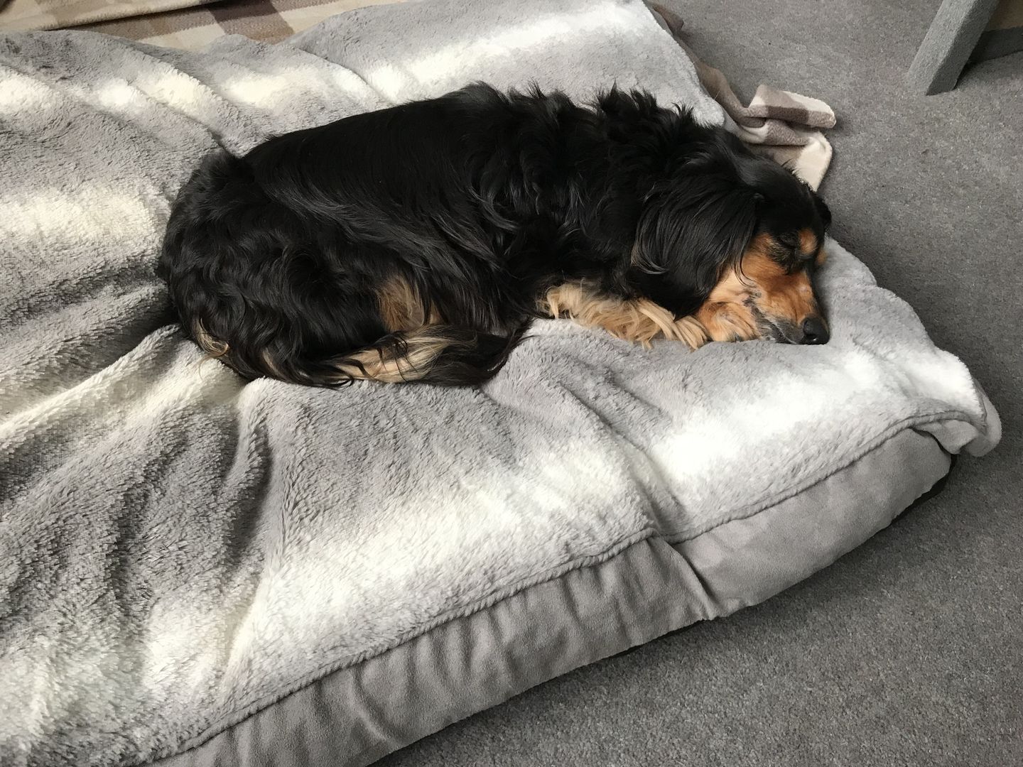 Customer photo review of Dog Skin Rescue Bundle Pack
