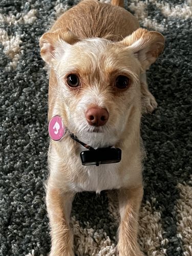 Customer photo review of Pink