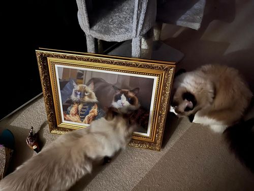 Customer photo review of The Count & The Countess  – Custom Vintage Pet Portrait