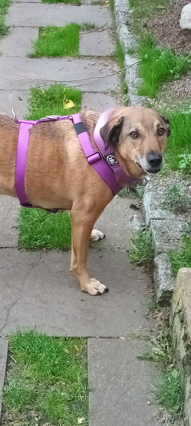 Customer photo review of Double Ended Training Lead | All Breeds - Durable & Soft 2m Lead - Purple
