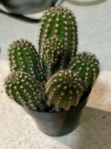 Customer photo review of Rose Quartz Cactus | Echinopsis Hybrid
