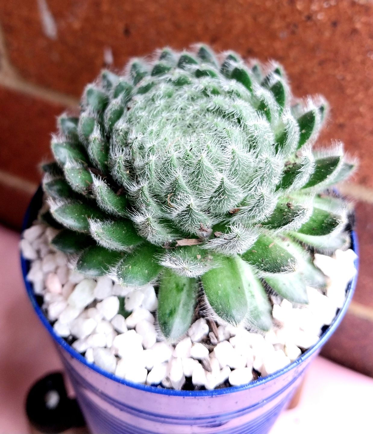 Customer photo review of Sempervivum Ciliosum (multi)