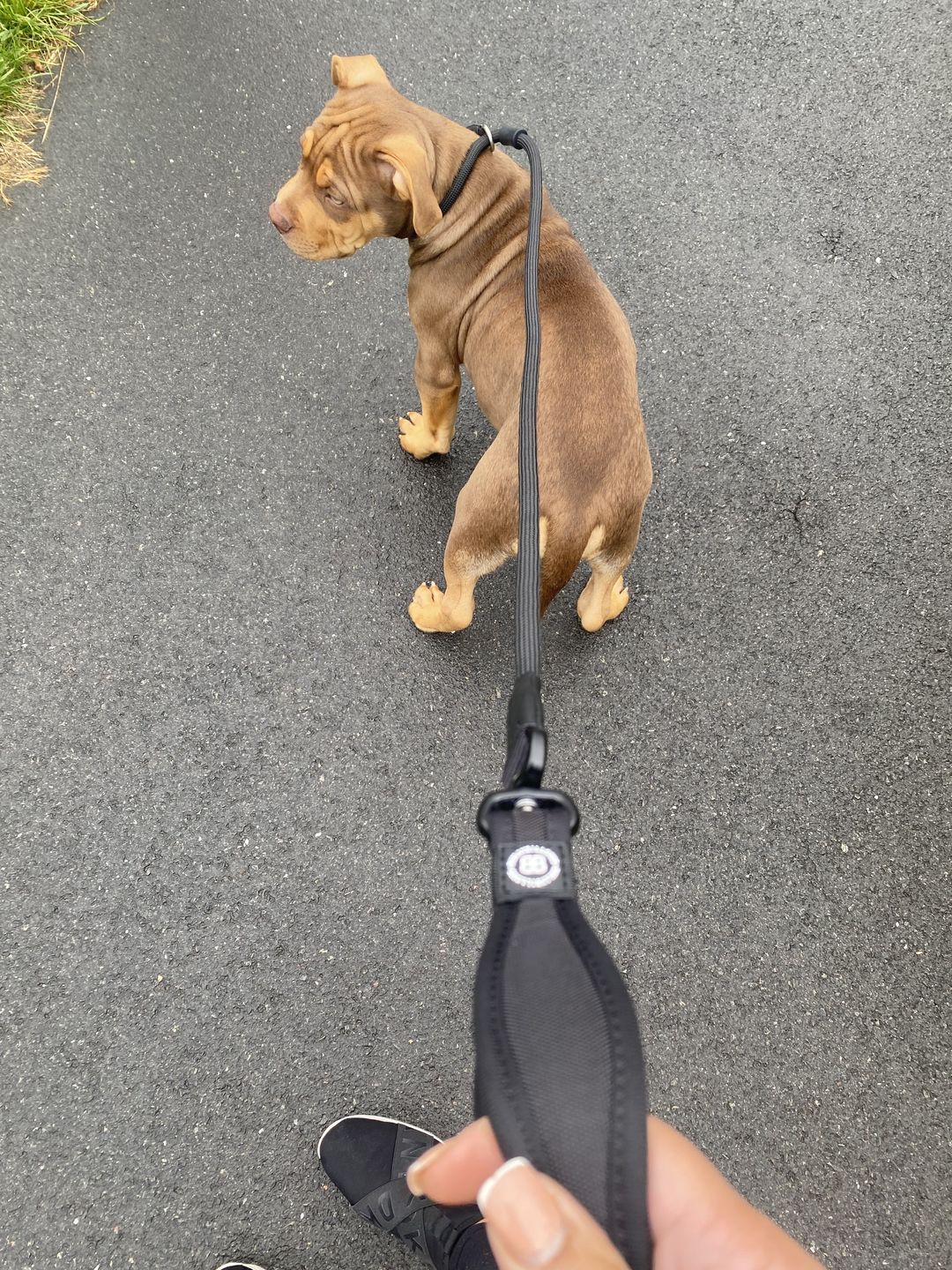 Customer photo review of Slip Lead | Anti-Pull & Anti-Choking Training Lead - Black v2.0