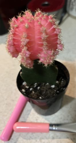 Customer photo review of Moon Cactus Pink | Gymnocalycium mihanovichii freidrichii