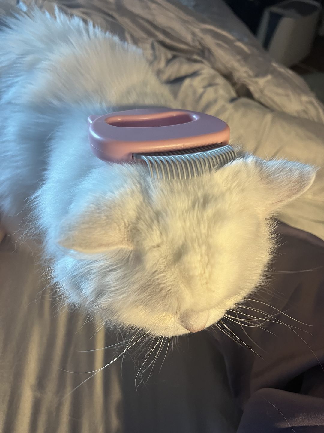 Customer photo review of Cat Hair Removal Massaging Shell Comb