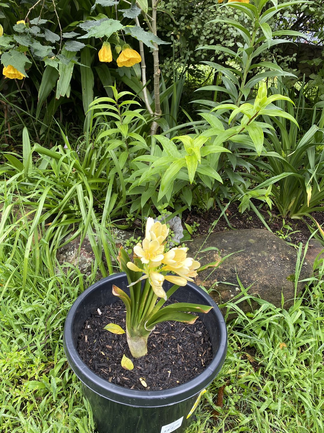 Customer photo review of Clivias