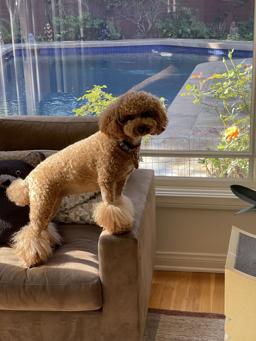 Customer photo review of Dog and Cat Salmon Fish Ball Treats