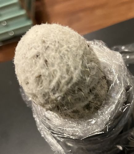 Customer photo review of Peruvian Old Lady Cactus | Espostoa Melanostele
