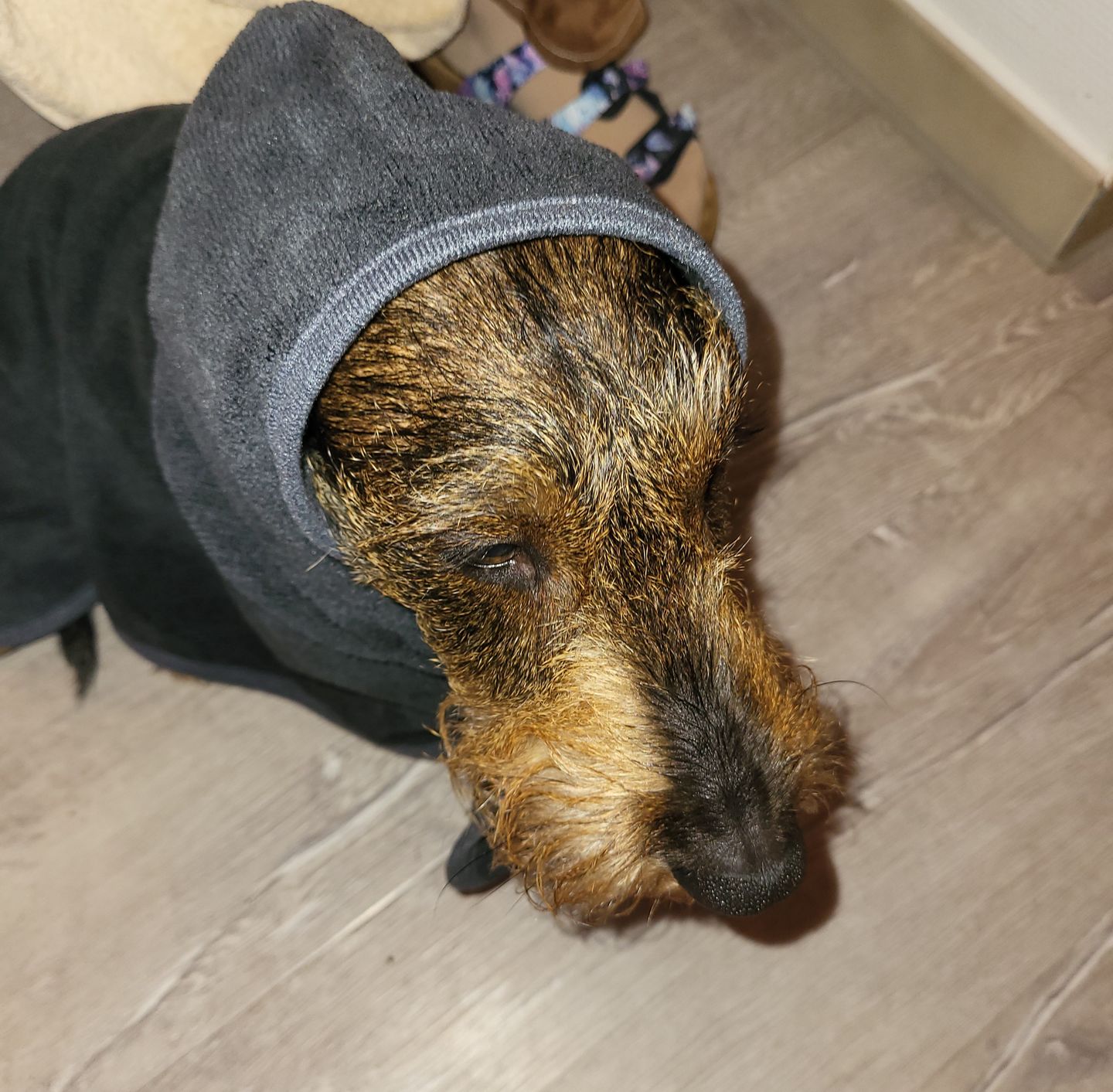 Customer photo review of Premium Hunde Bademantel