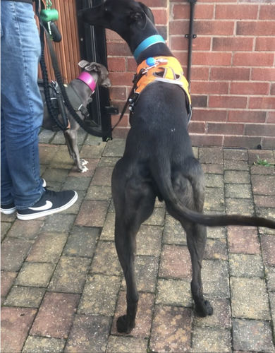 Customer photo review of 1.2m Shock Absorbing Bungee Dog Lead