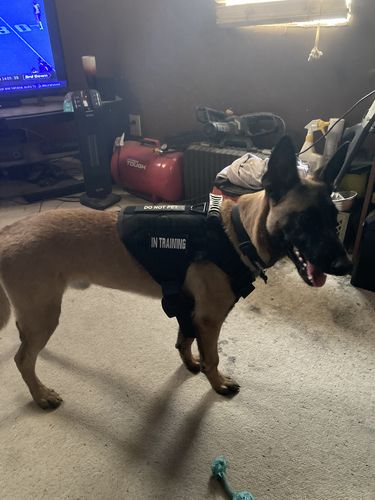 Customer photo review of 10-In-1 Tactical K9 Harness System - Full Set Dog Harness Bundle (Includes: Tactical No-Pull Dog Harness + Bungee Leash + Collar + MOLLE Pouches + First Aid Kit + 12 Hook & Loop Patches + Dog Goggles + Safety Belt + Travel Water Bowl + Dog Waste Bags)