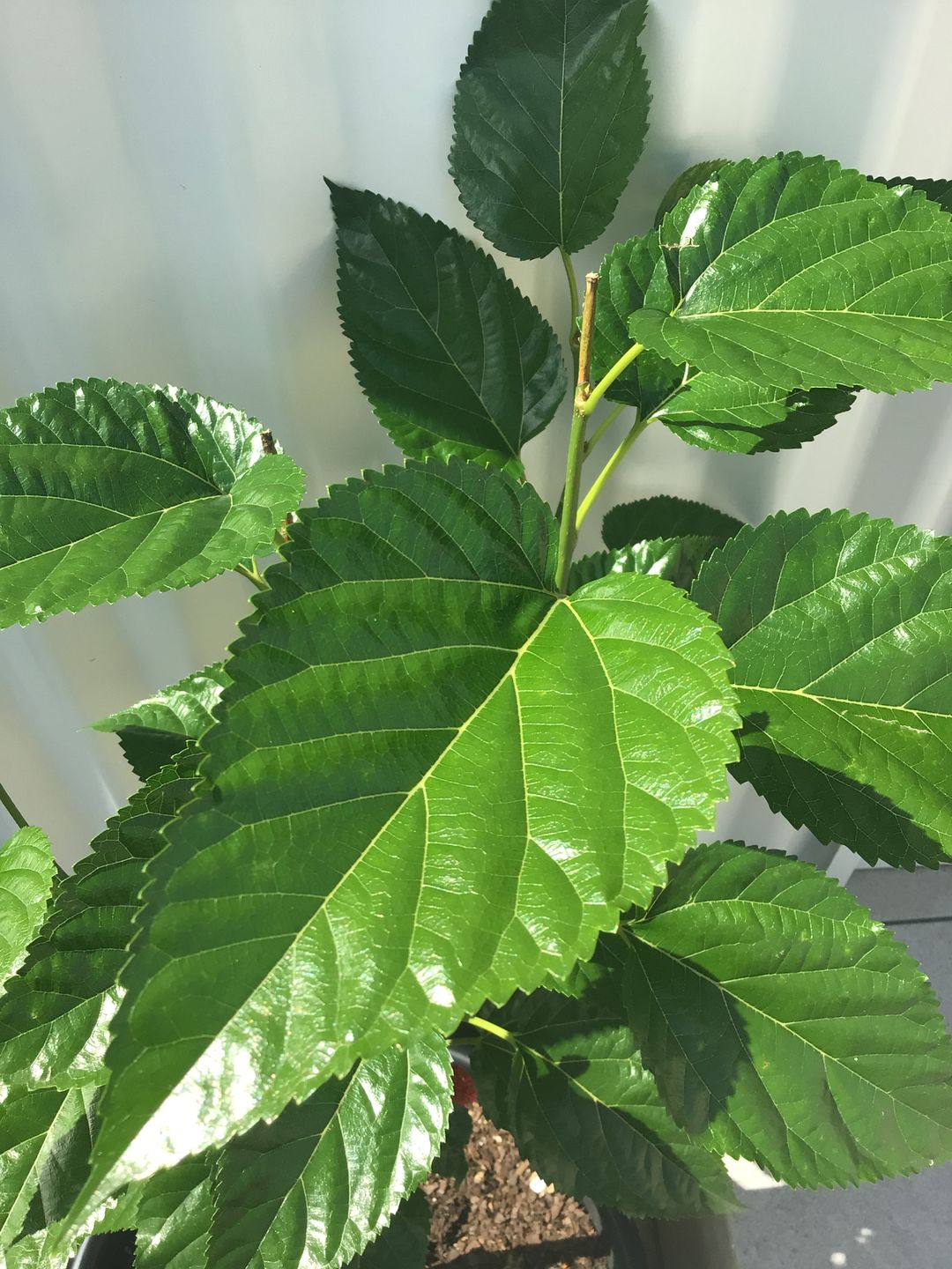 Customer photo review of Dwarf Mulberry - Black