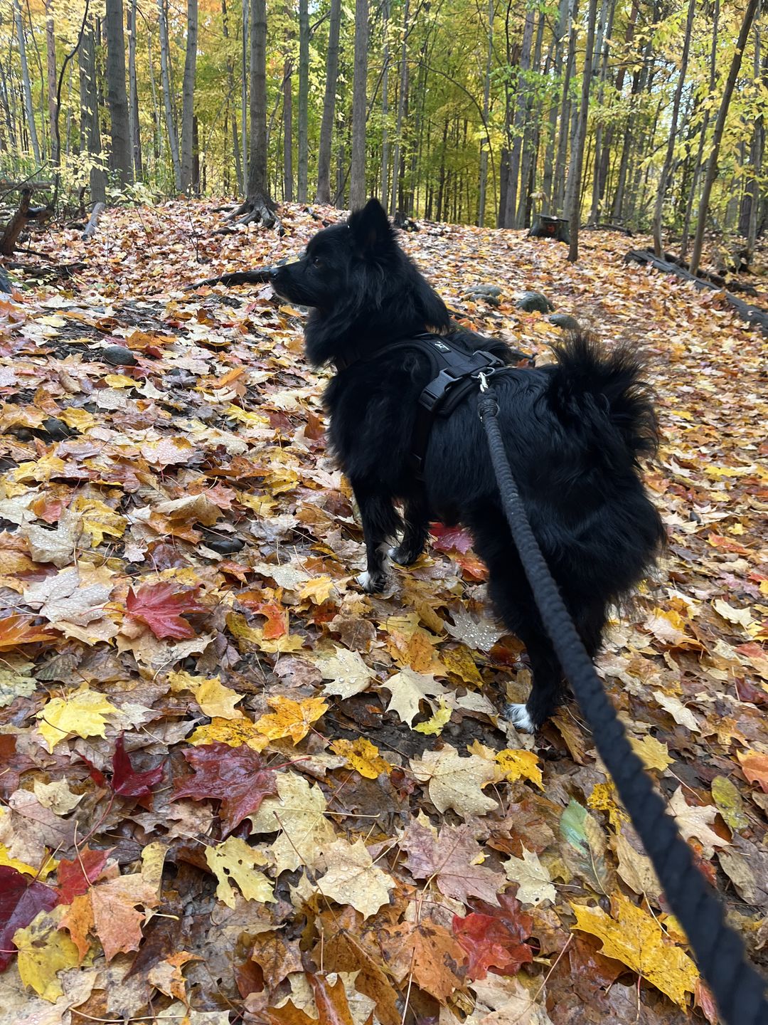 Customer photo review of 6-IN-1 Cotton Rope Dog Leash