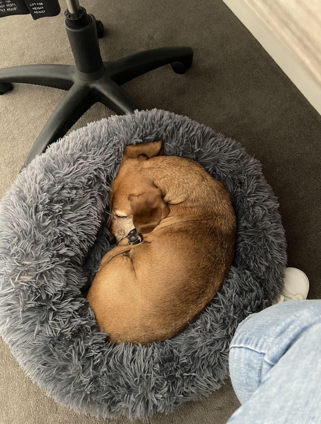 Customer photo review of Spare Calming Dog Bed Cover