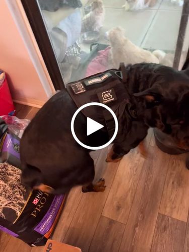 Customer video review of 10-In-1 Tactical K9 Harness System - Full Set Dog Harness Bundle (Includes: Tactical No-Pull Dog Harness + Bungee Leash + Collar + MOLLE Pouches + First Aid Kit + 12 Hook & Loop Patches + Dog Goggles + Safety Belt + Travel Water Bowl + Dog Waste Bags)