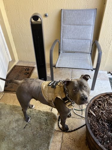 Customer photo review of 10-In-1 Tactical K9 Harness System - Full Set Dog Harness Bundle (Includes: Tactical No-Pull Dog Harness + Bungee Leash + Collar + MOLLE Pouches + First Aid Kit + 12 Hook & Loop Patches + Dog Goggles + Safety Belt + Travel Water Bowl + Dog Waste Bags)