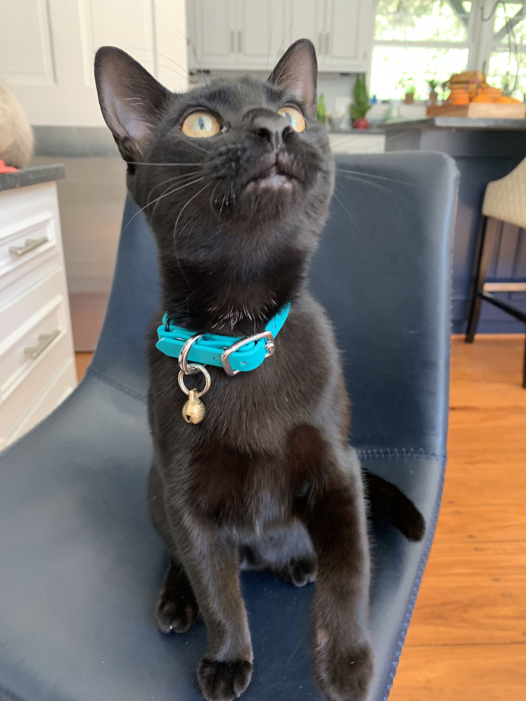 Customer photo review of Katmai Collar