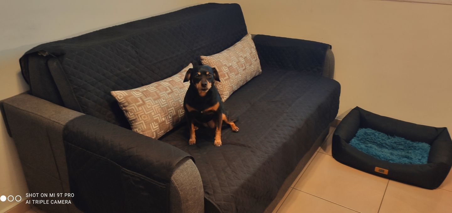 Customer photo review of NEW Machine-Washable, Dryer-Safe Furniture Protector Couch Cover With Side Pockets & Back Straps (+2-In-1 Reversible Colors!)