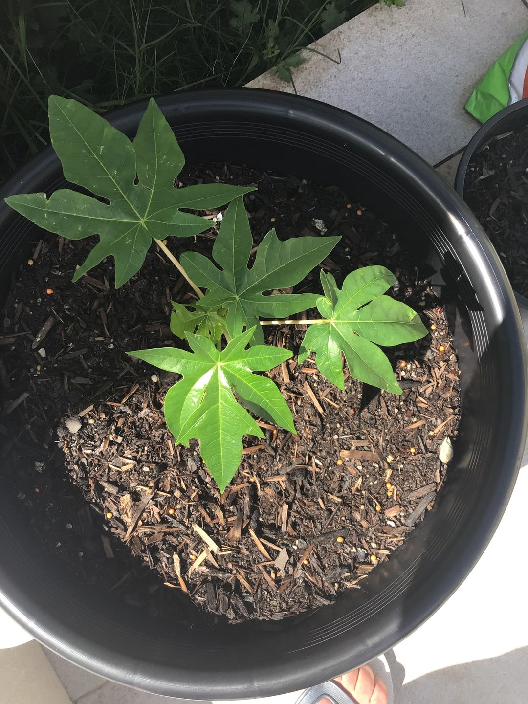 Customer photo review of Yellow Paw Paw - Self Pollinating RESTRICTED TO SOUTH EAST QLD
