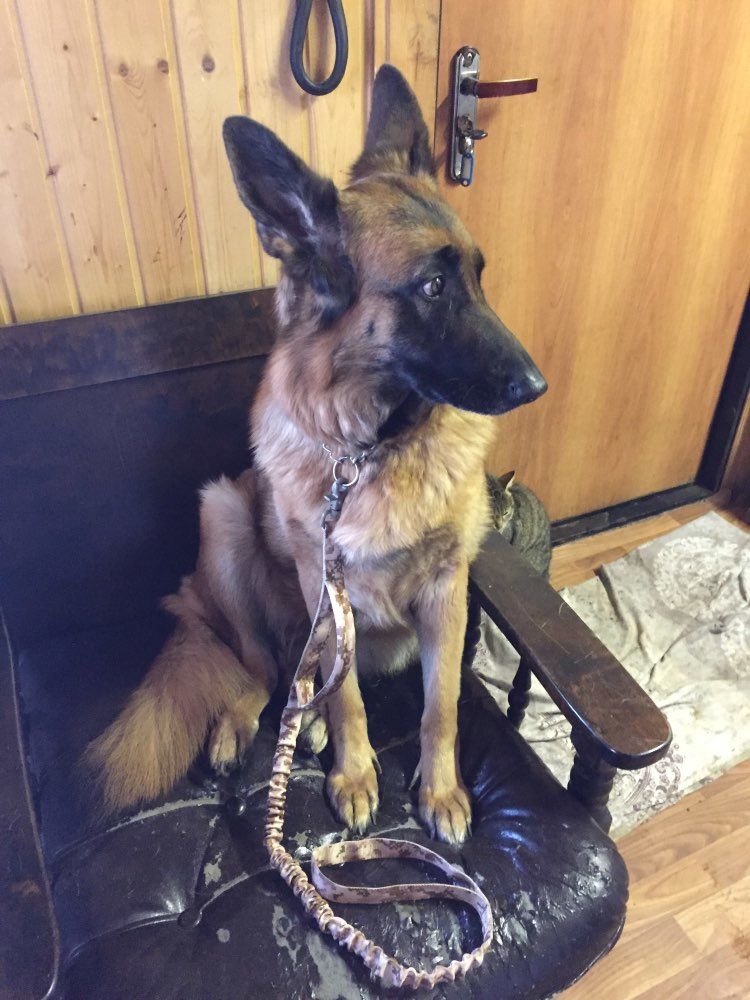 Customer photo review of Heavy-Duty Double-Handle Tactical Bungee K9 Dog Leash