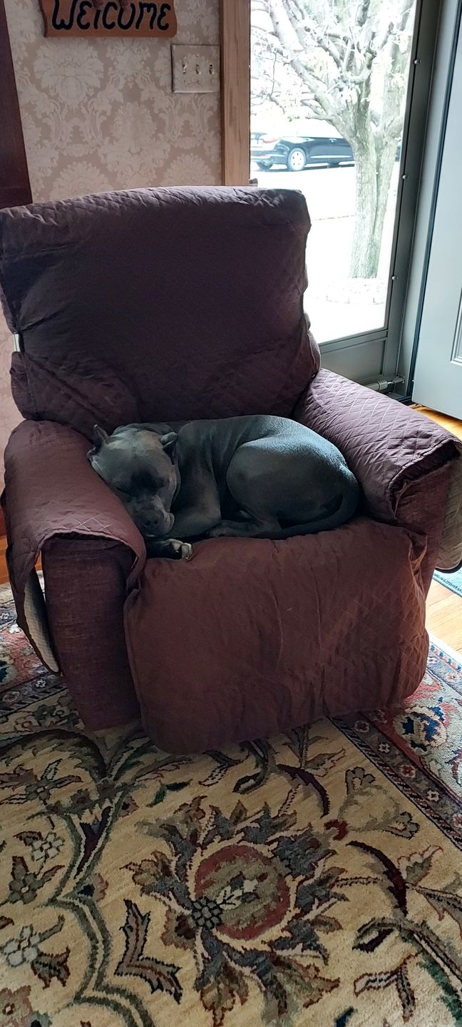 Customer photo review of NEW Machine-Washable, Dryer-Safe Furniture Protector Couch Cover With Side Pockets & Back Straps (+2-In-1 Reversible Colors!)