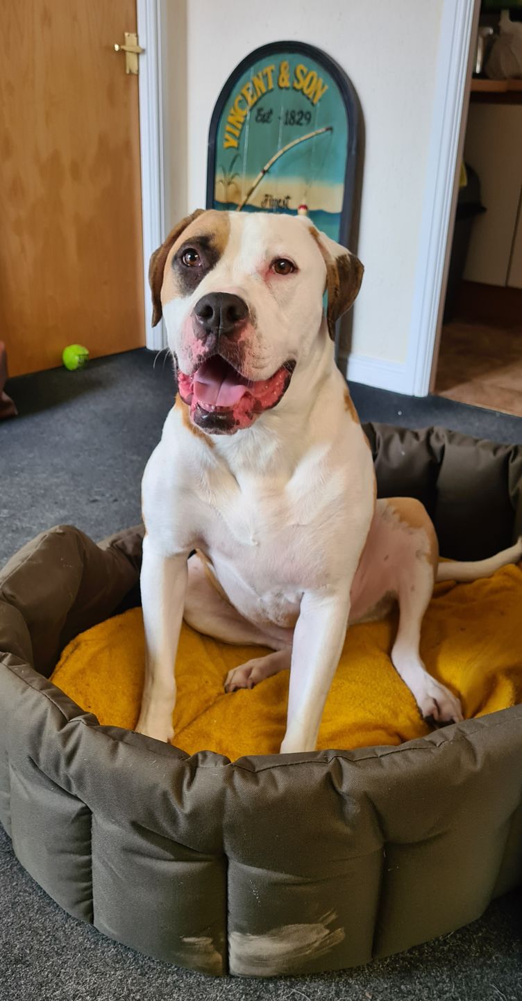 Customer photo review of Country Dog Heavy Duty Oval Waterproof Bed