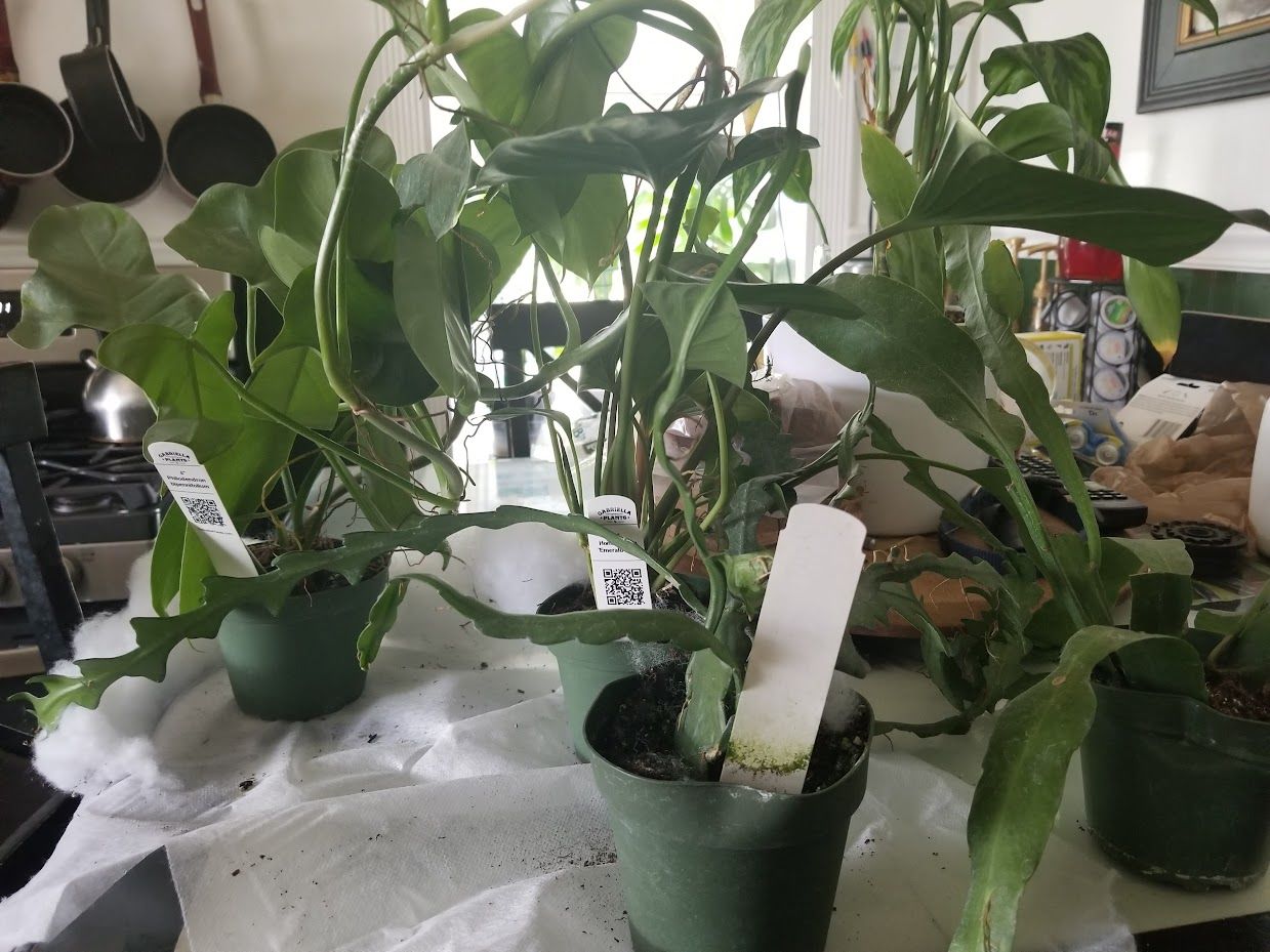 Customer photo review of 4" Cactus Selenicereus anthonyanus "Ric-Rac"