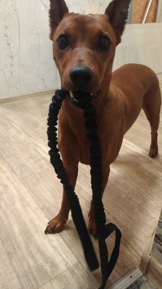 Customer photo review of Heavy-Duty Double-Handle Tactical Bungee K9 Dog Leash