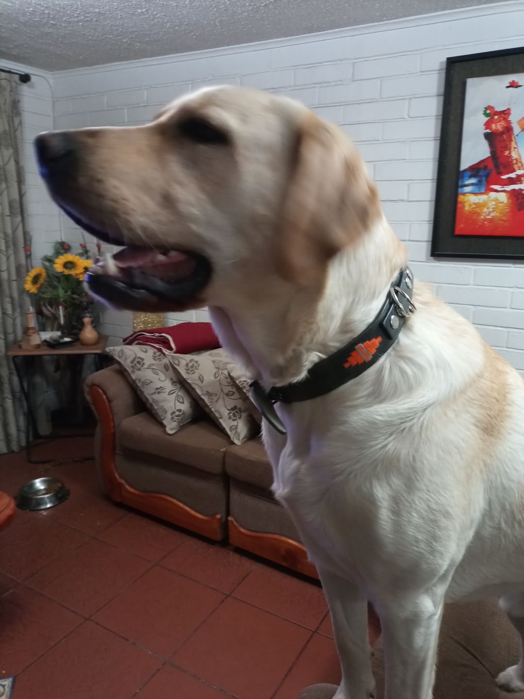 Customer photo review of Collar Lassie Gris/Gris B7