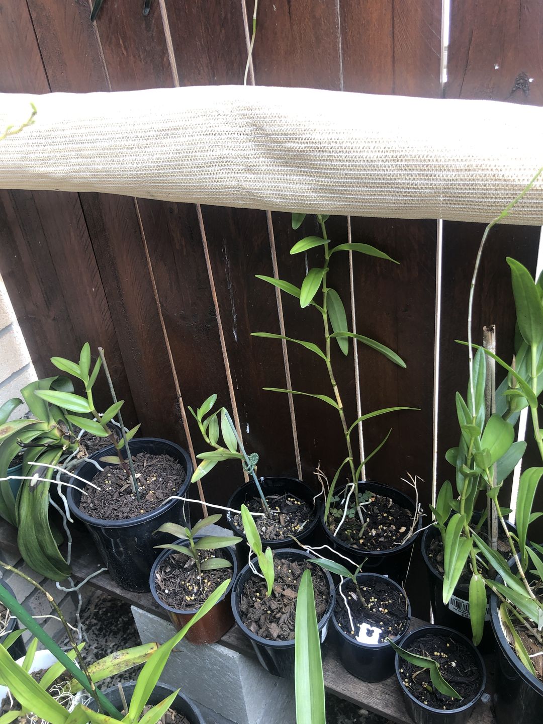 Customer photo review of Crucifix Orchid | Epidendrums