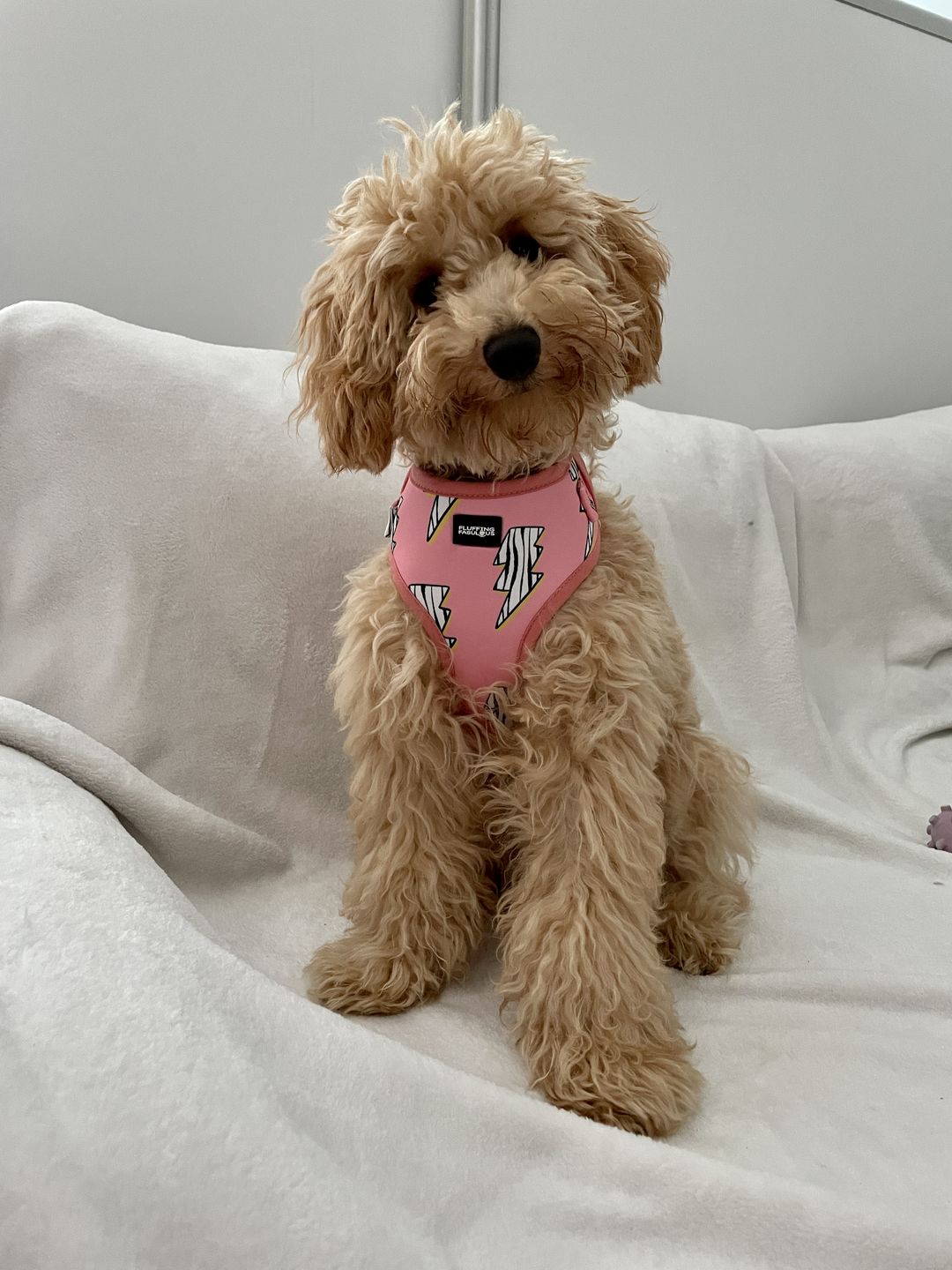 Customer photo review of Adjustable Dog Harness - Lightning Zoomies