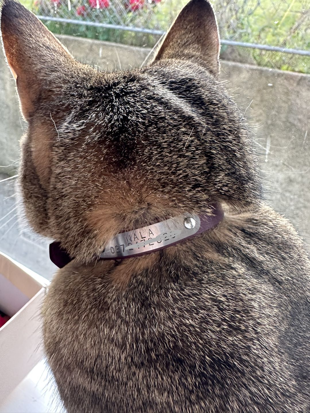 Customer photo review of Leather Cat Collar with Nameplate - Custom Sized