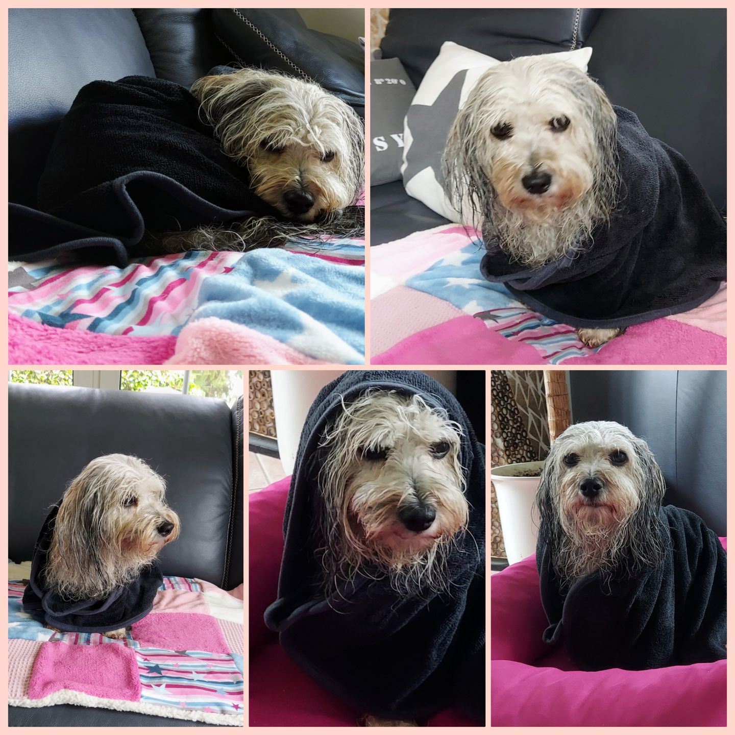Customer photo review of Premium Hunde Bademantel