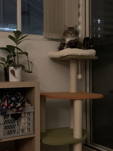 Customer photo review of Supermarcat Multi-level Cat Climbing Tree Furniture Bed Tower