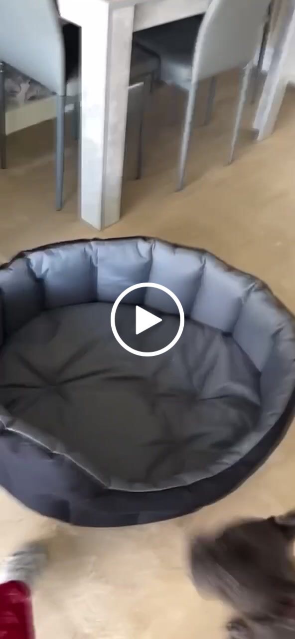 Customer video review of Country Dog Heavy Duty Oval Waterproof Bed