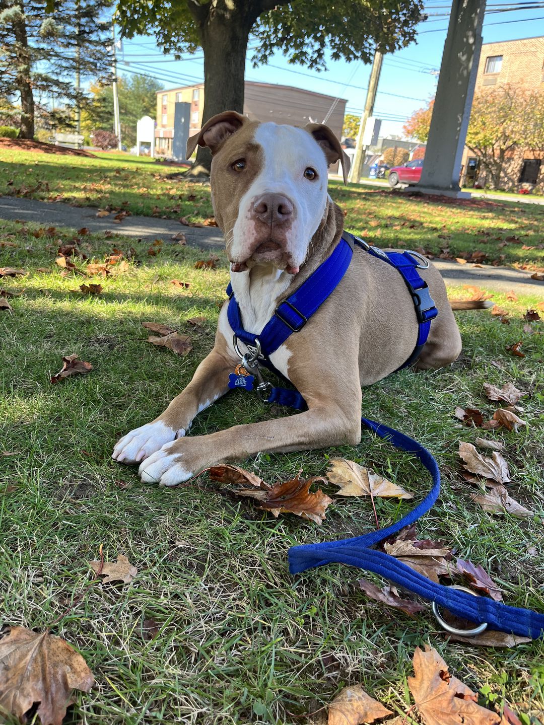 Customer photo review of TRI-Harness® | Anti-Pull, Adjustable & Durable - Dog Trainers Choice -  Blue v2.0