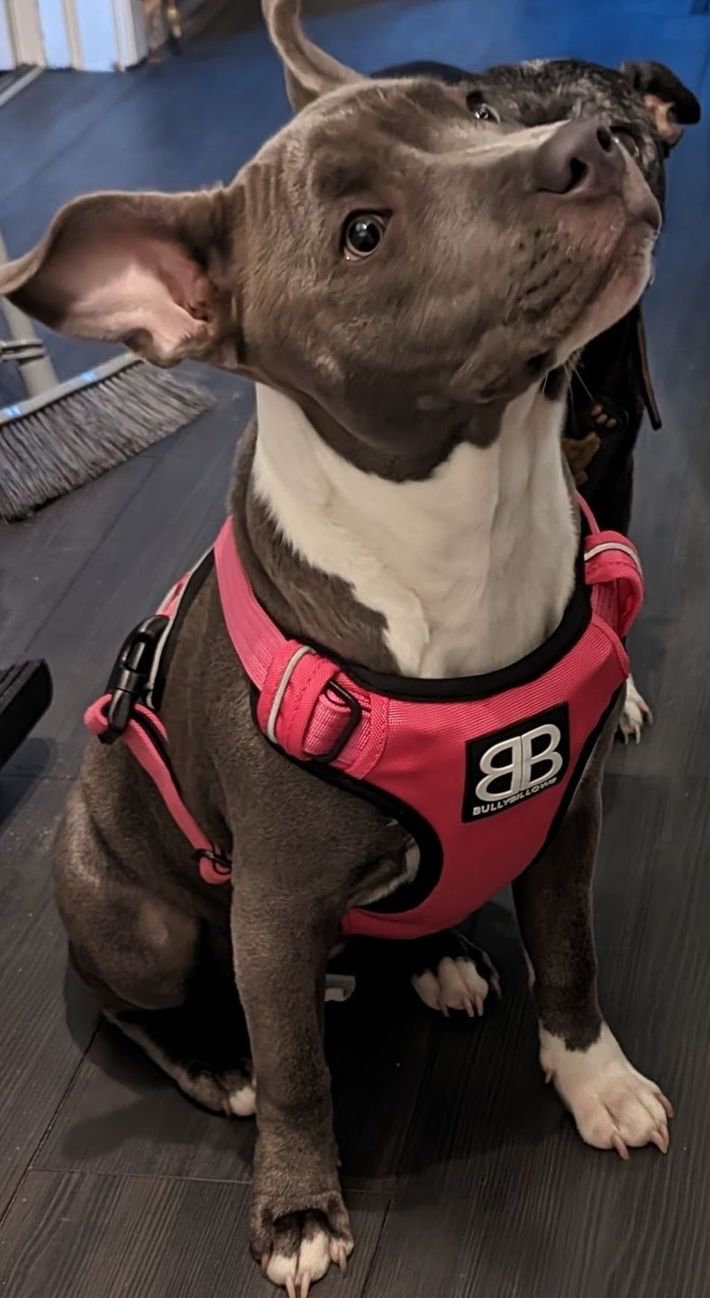 Customer photo review of Premium Comfort Harness | Non Restrictive & Adjustable - Magenta