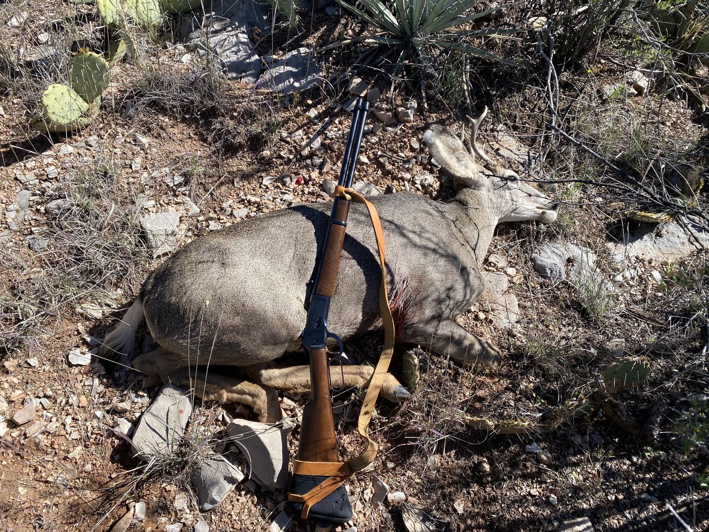 Customer photo review of True Latigo Leather Slings