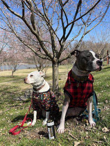 Customer photo review of MCT CBD Oil : PET & HUMAN SUPER DOSE - 4,000 MG CBD